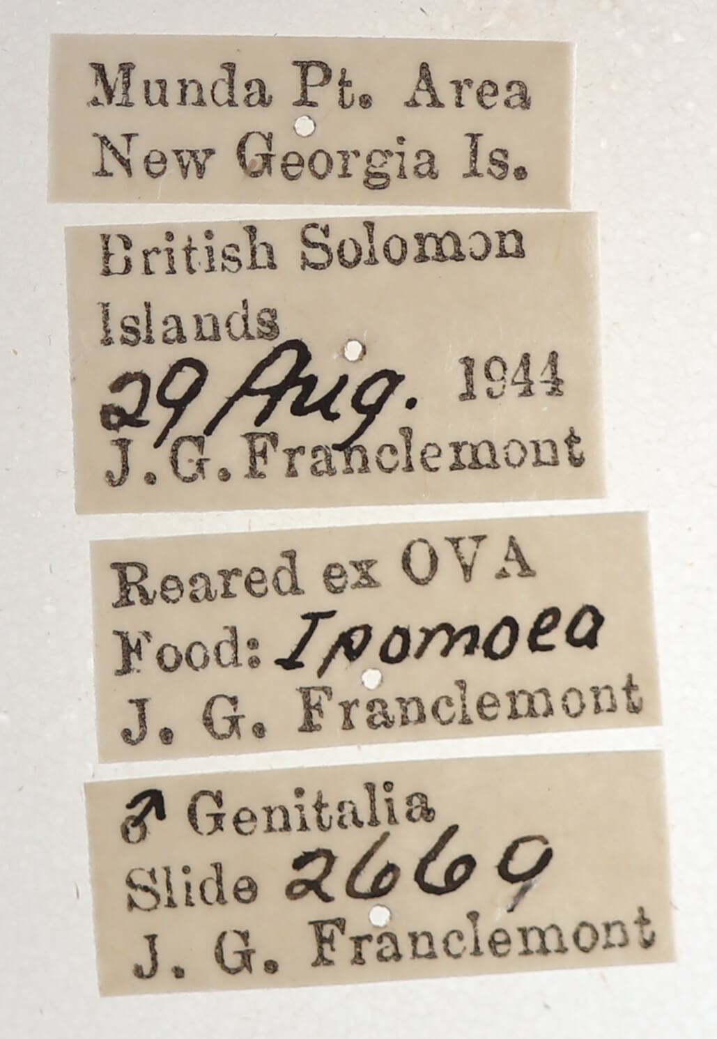 label view of adult Catephia