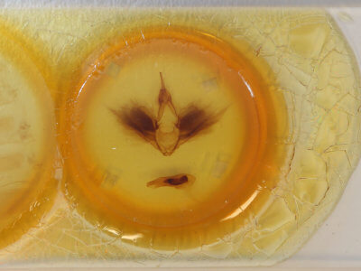 slide view of adult Erebus variegata