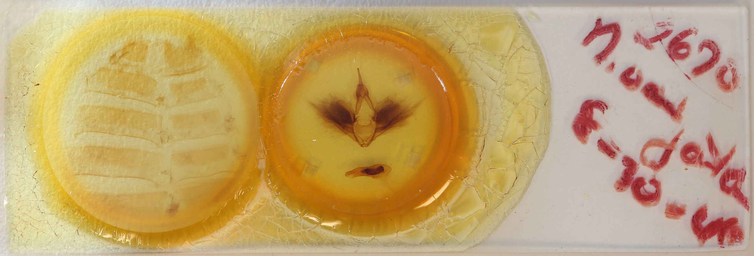 slide view of adult Erebus variegata