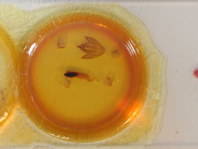 slide view of adult Eudocima