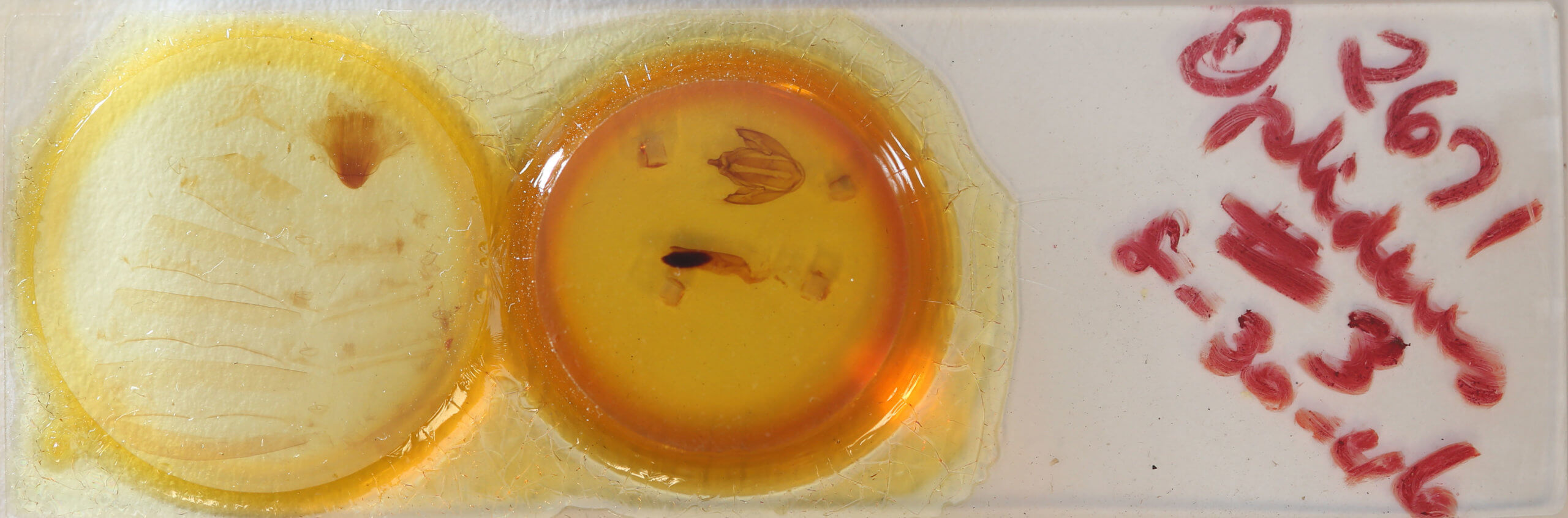 slide view of adult Eudocima