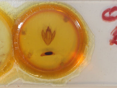 slide view of adult Eudocima phalonia