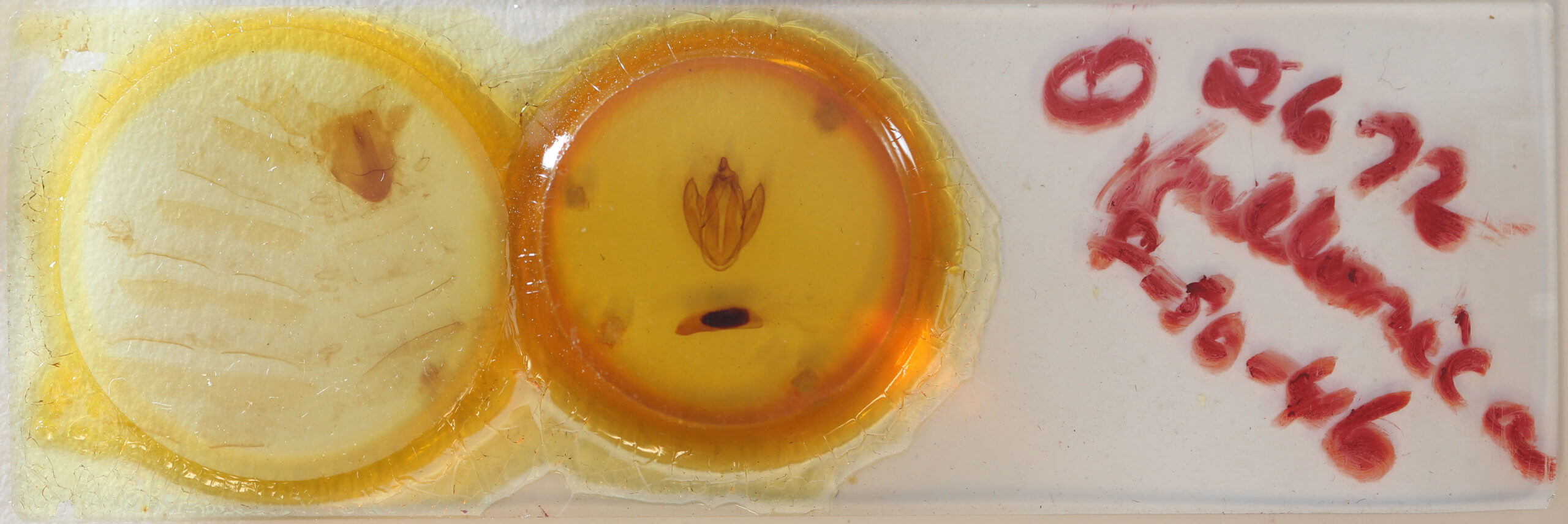 slide view of adult Eudocima phalonia