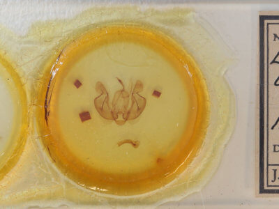 slide view of adult Leucania loreyi