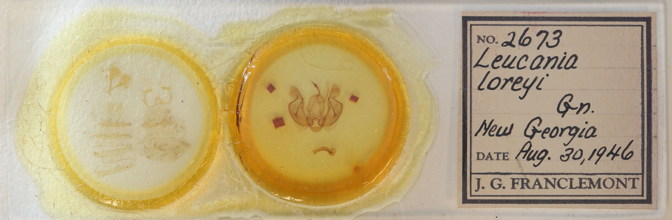 slide view of adult Leucania loreyi