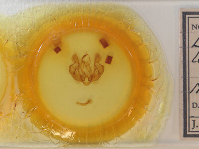 slide view of adult Leucania loreyi