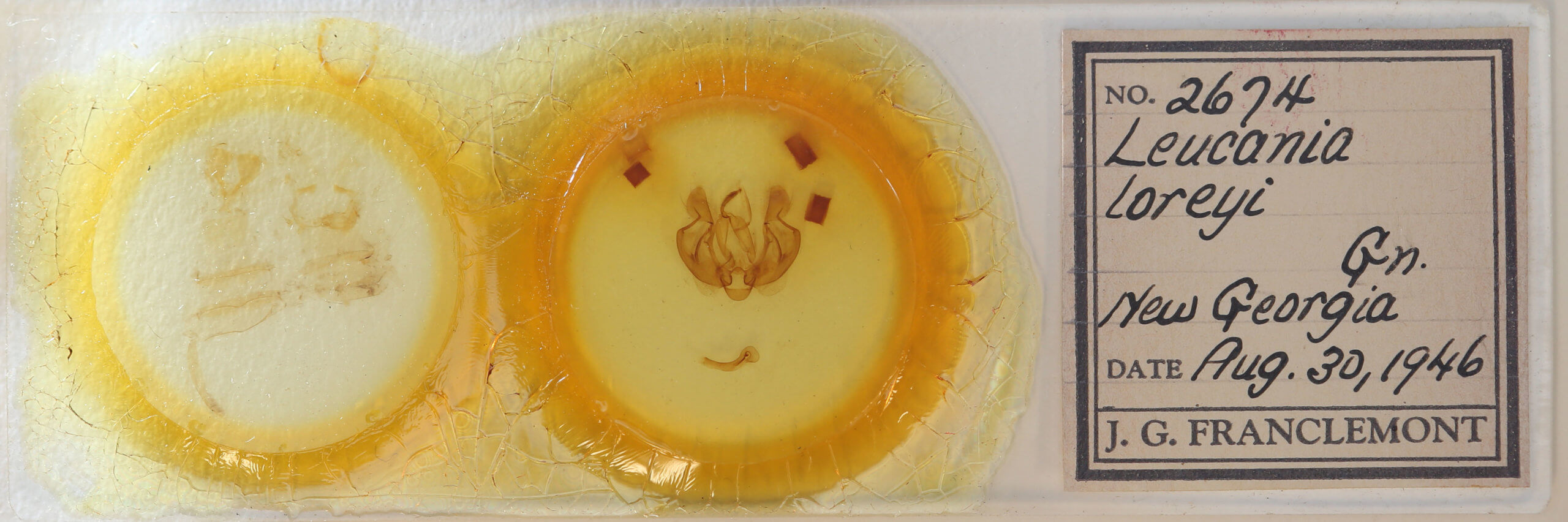 slide view of adult Leucania loreyi