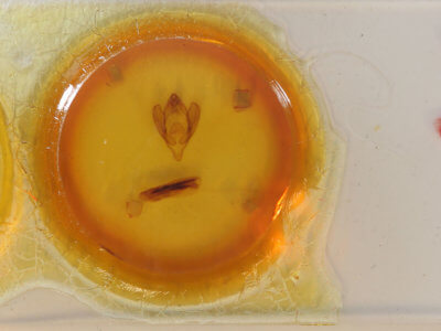 slide view of adult Eudocima salaminia