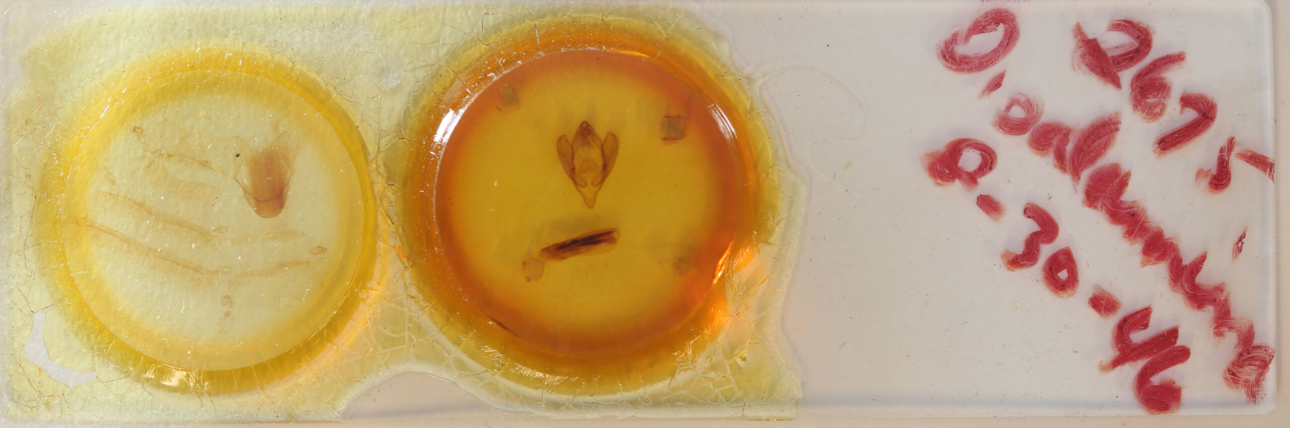 slide view of adult Eudocima salaminia