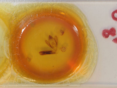 slide view of adult Eudocima salaminia