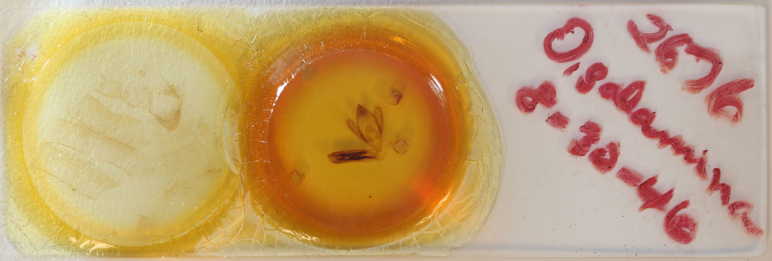 slide view of adult Eudocima salaminia