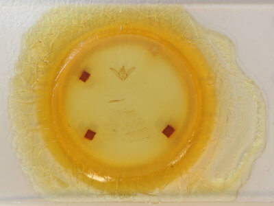 slide view of adult Hyposidra