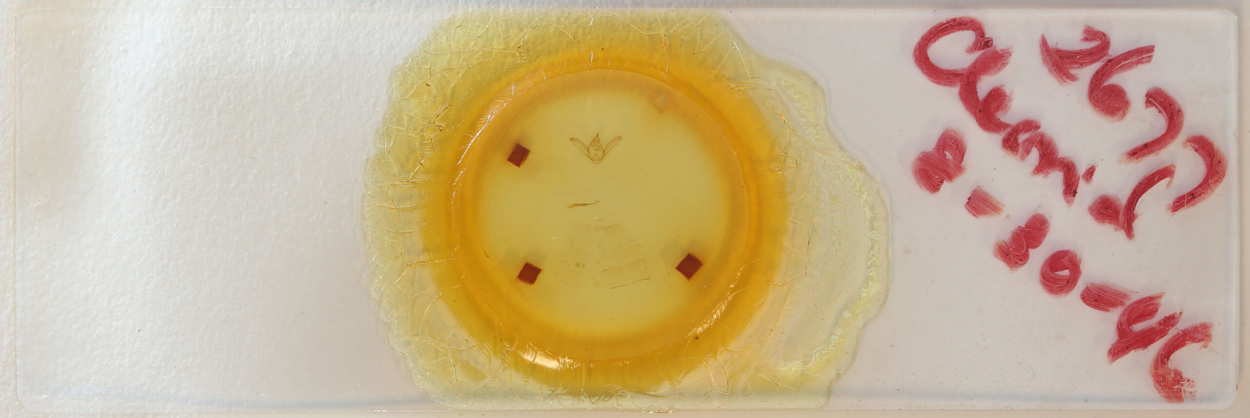 slide view of adult Hyposidra