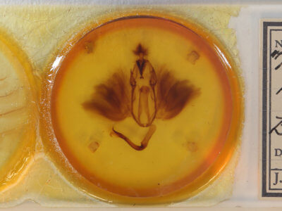 slide view of adult Dysgonia postica