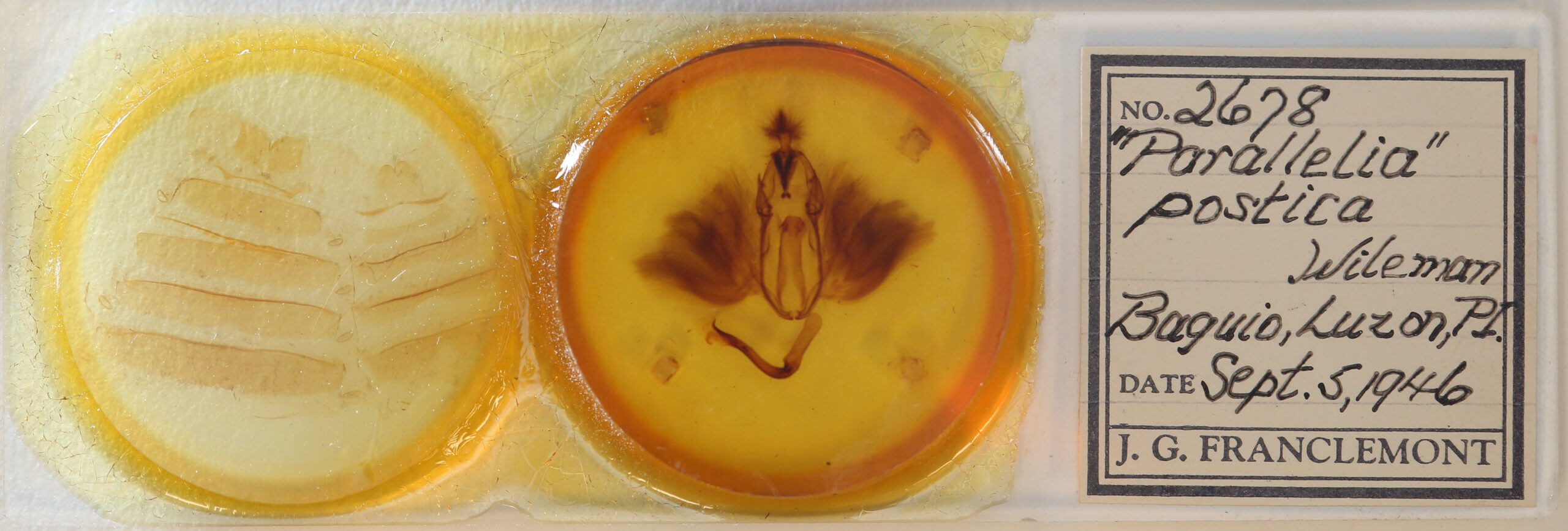 slide view of adult Dysgonia postica