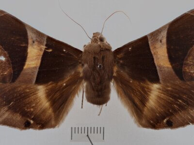 dorsal view of adult Dysgonia postica