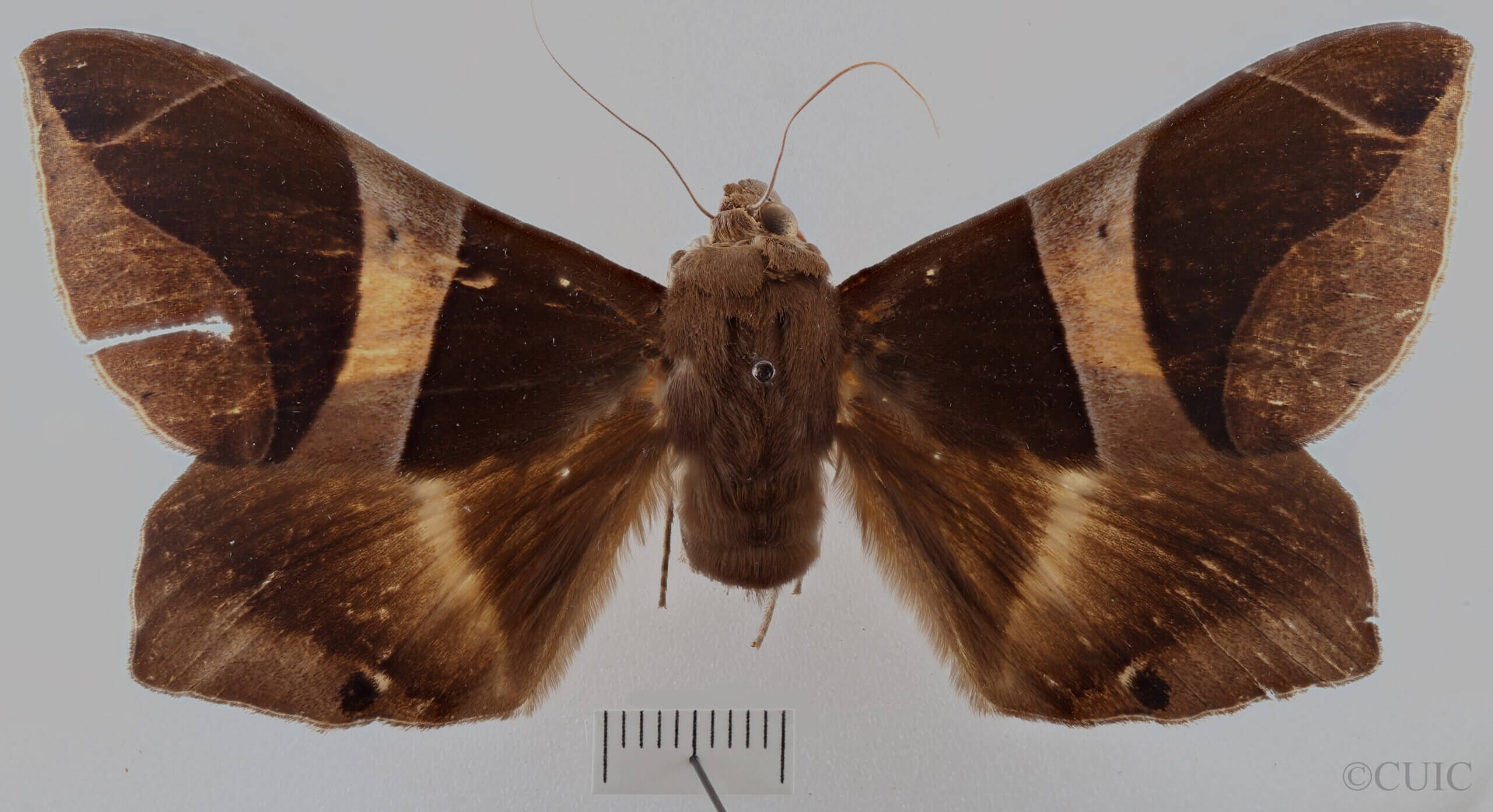 dorsal view of adult Dysgonia postica