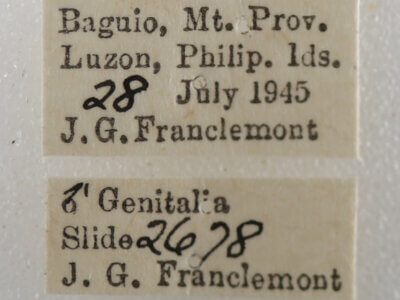 label view of adult Dysgonia postica