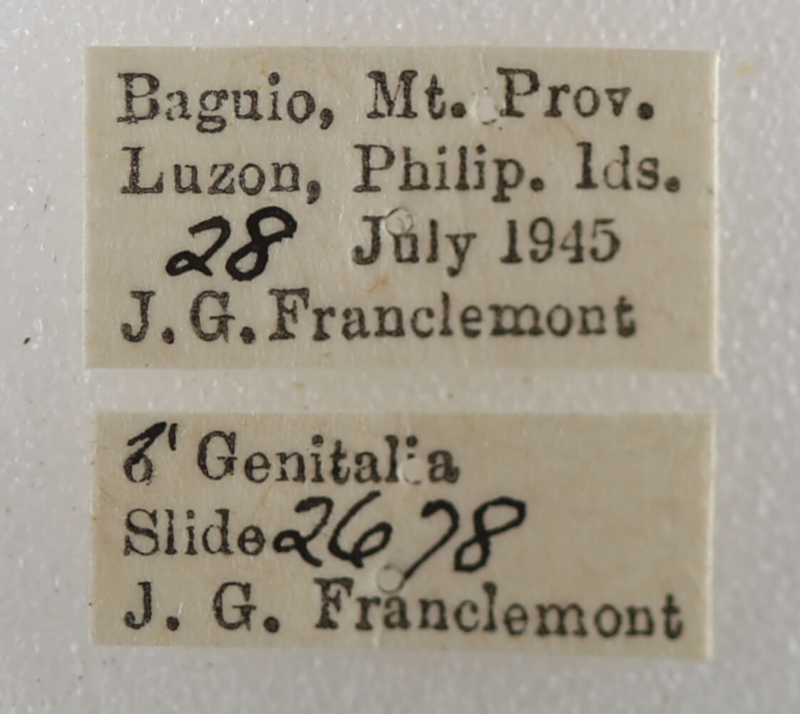 label view of adult Dysgonia postica