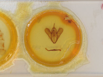 slide view of adult Spirama retorta