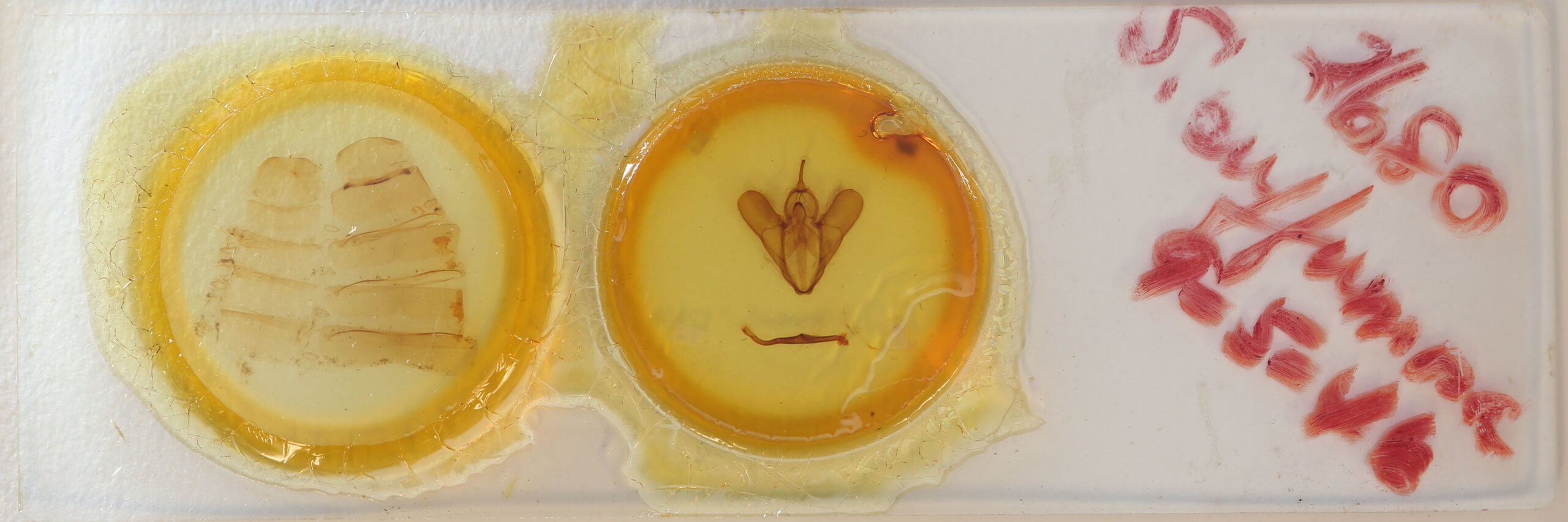 slide view of adult Spirama retorta