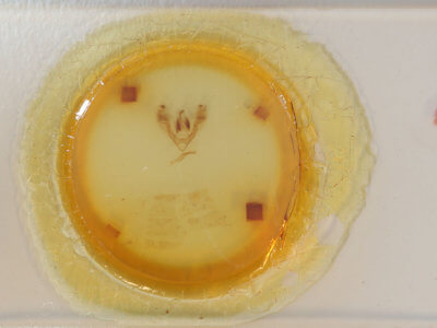 slide view of adult Barasa acronyctoides