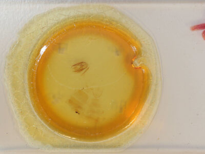 slide view of adult Xanthodes albago