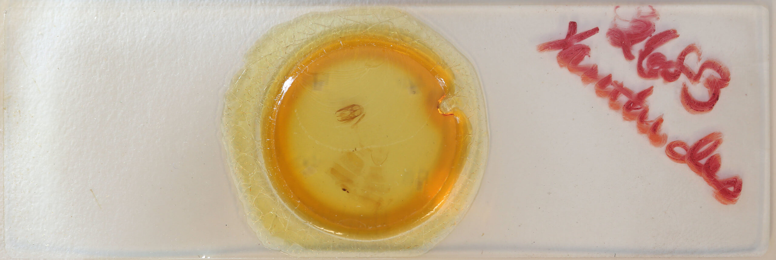 slide view of adult Xanthodes albago