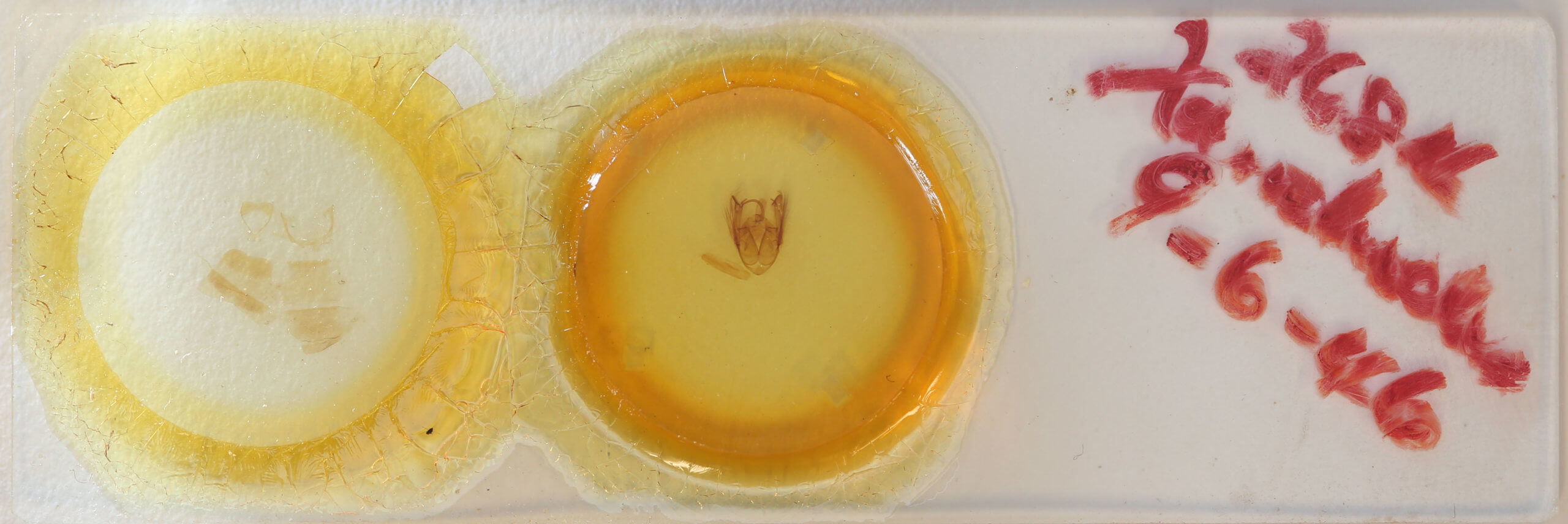 slide view of adult Xanthodes