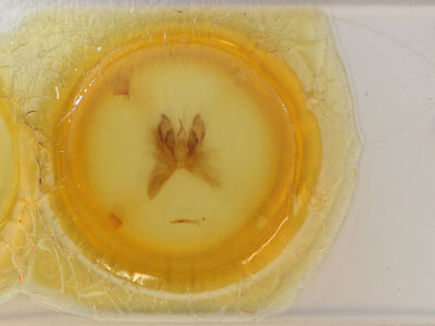 slide view of adult Anomis