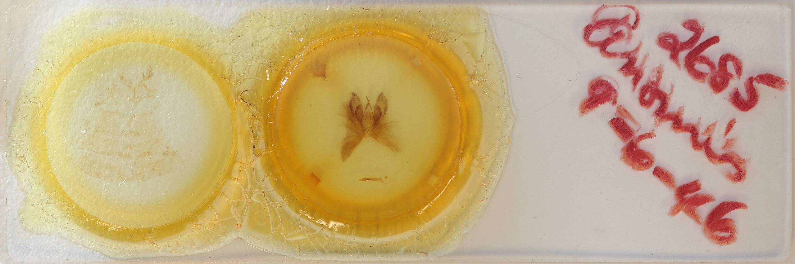 slide view of adult Anomis