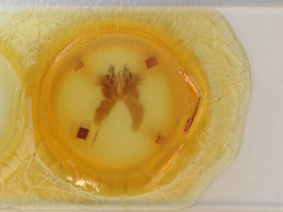 slide view of adult Anomis