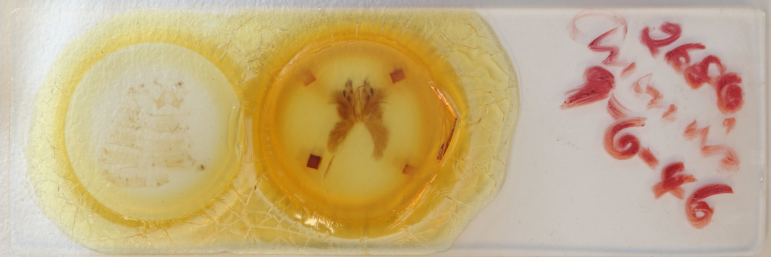 slide view of adult Anomis