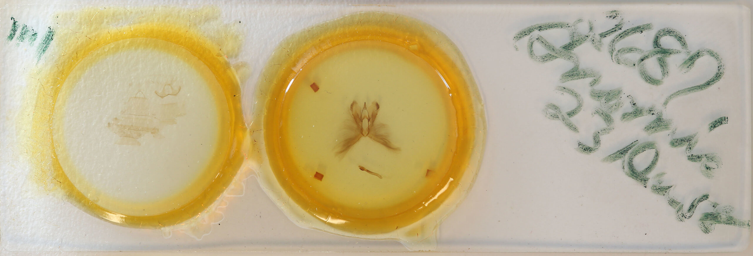 slide view of adult Anomis