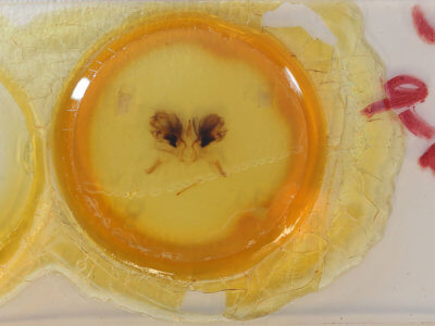 slide view of adult Sympis rufibasis