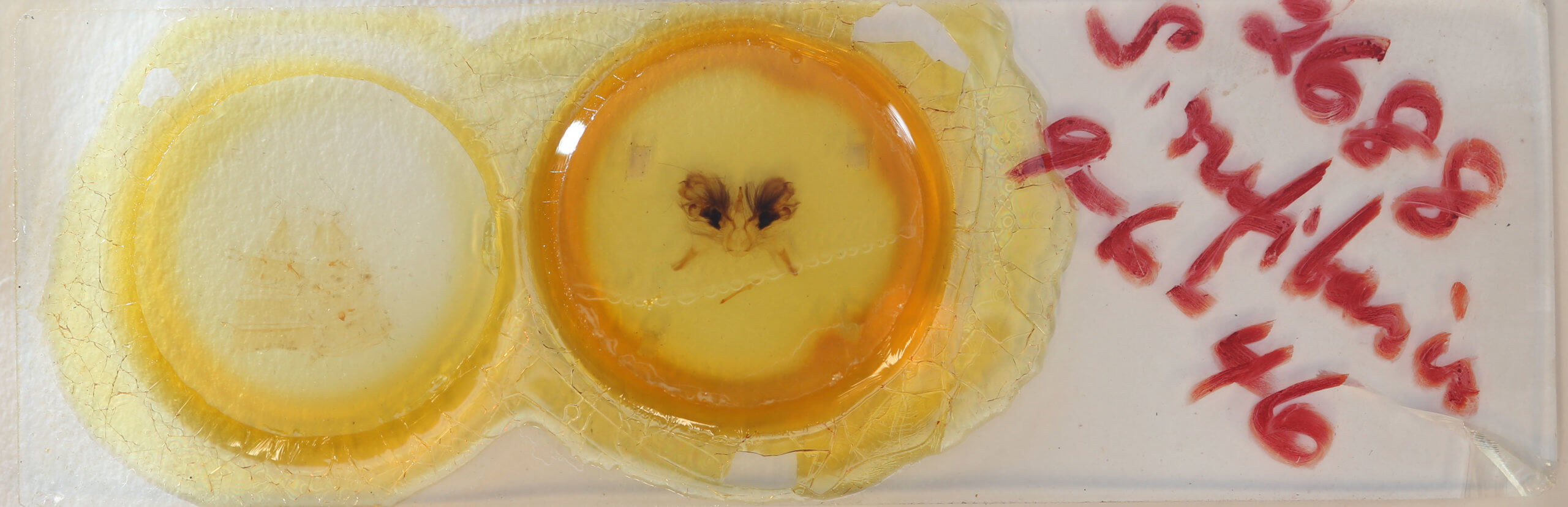 slide view of adult Sympis rufibasis