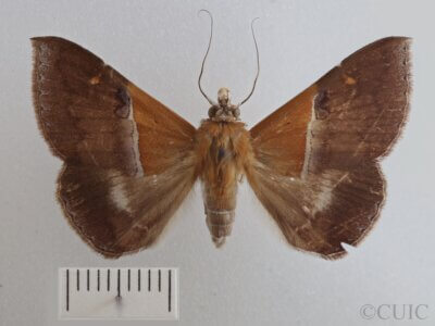 dorsal view of adult Sympis rufibasis