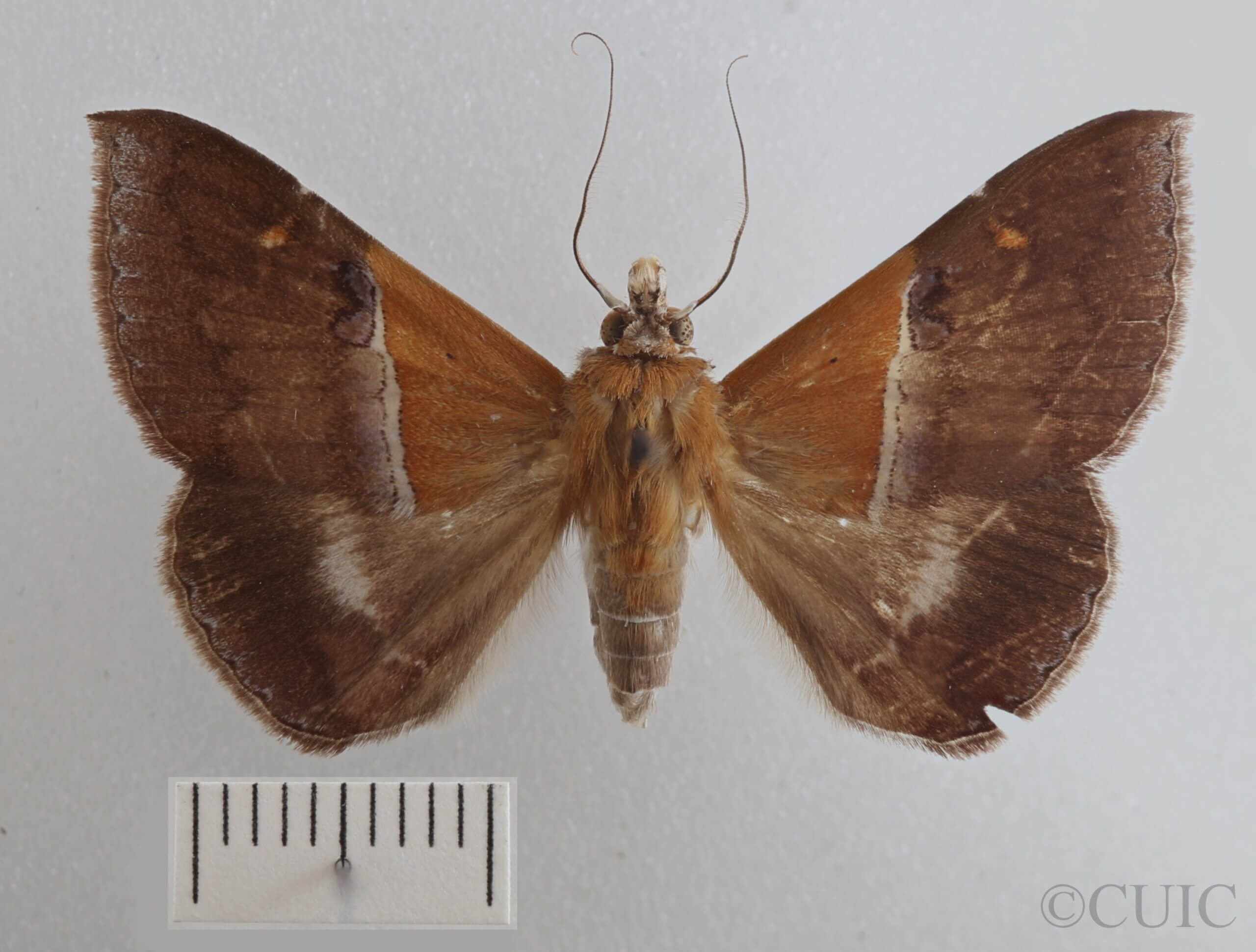 dorsal view of adult Sympis rufibasis