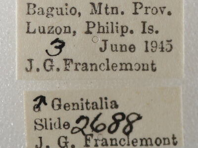 label view of adult Sympis rufibasis