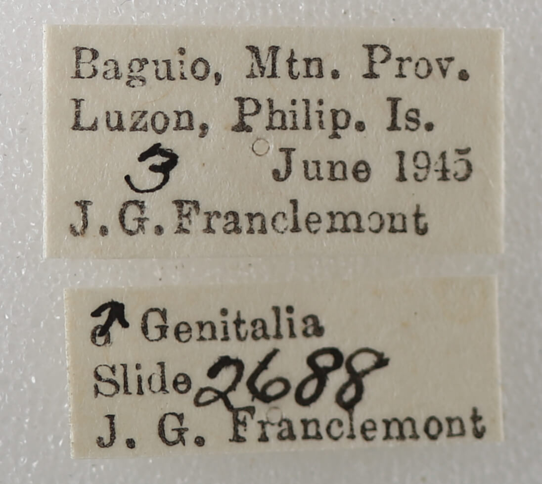 label view of adult Sympis rufibasis