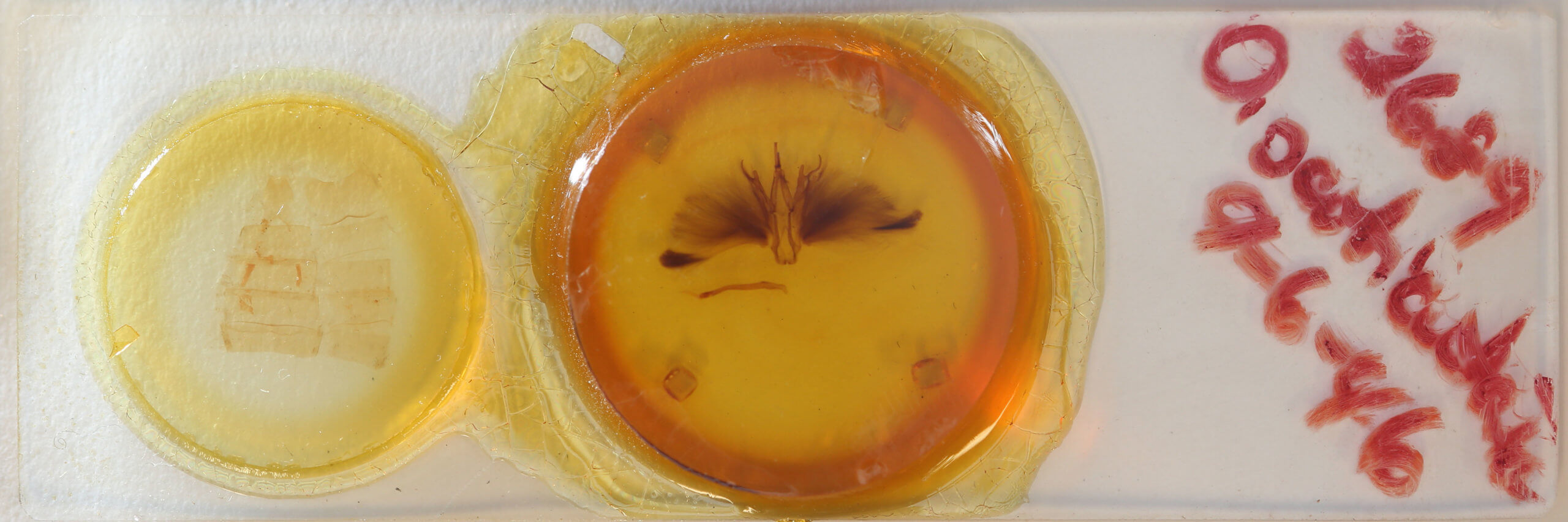 slide view of adult Oxyodes scrobiculata