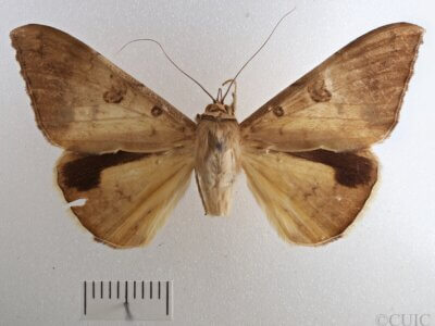 dorsal view of adult Oxyodes scrobiculata