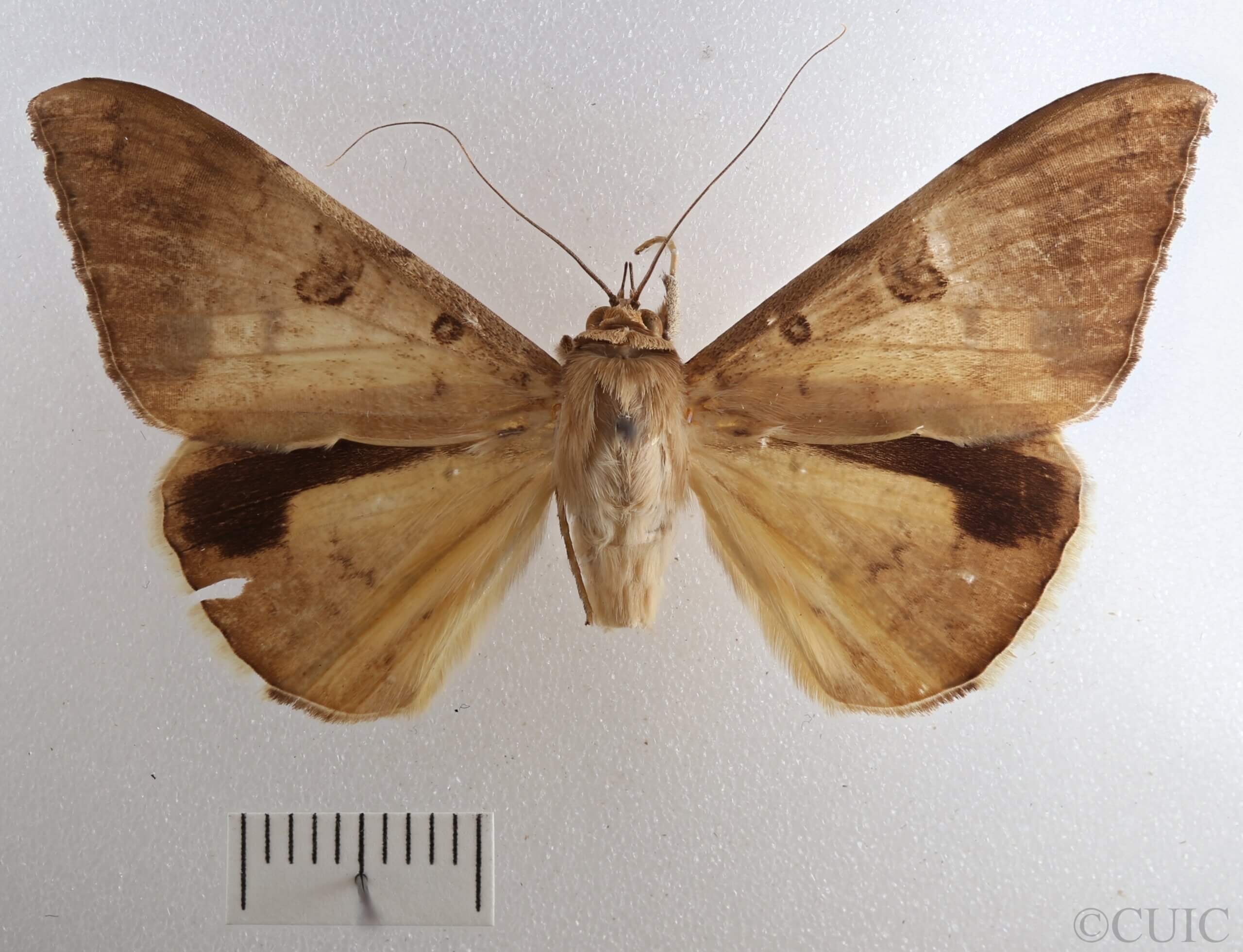 dorsal view of adult Oxyodes scrobiculata