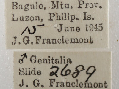 label view of adult Oxyodes scrobiculata