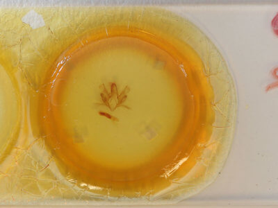 slide view of adult Ercheia