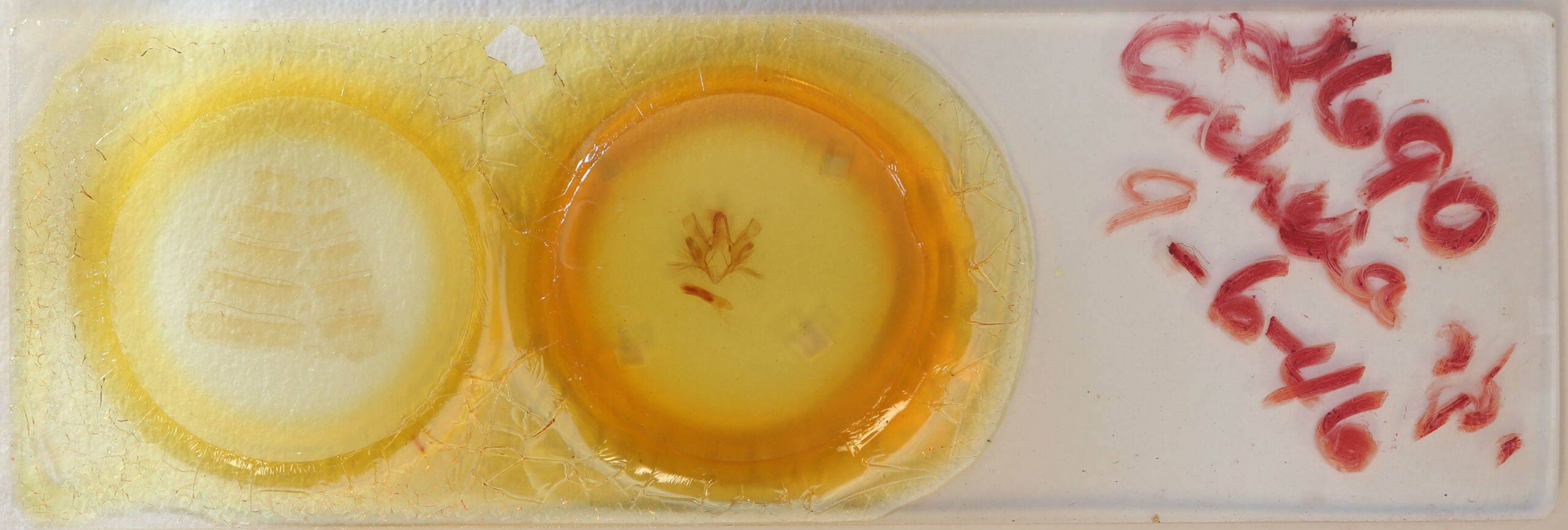 slide view of adult Ercheia