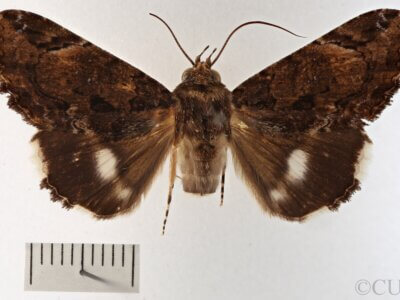 dorsal view of adult Ercheia