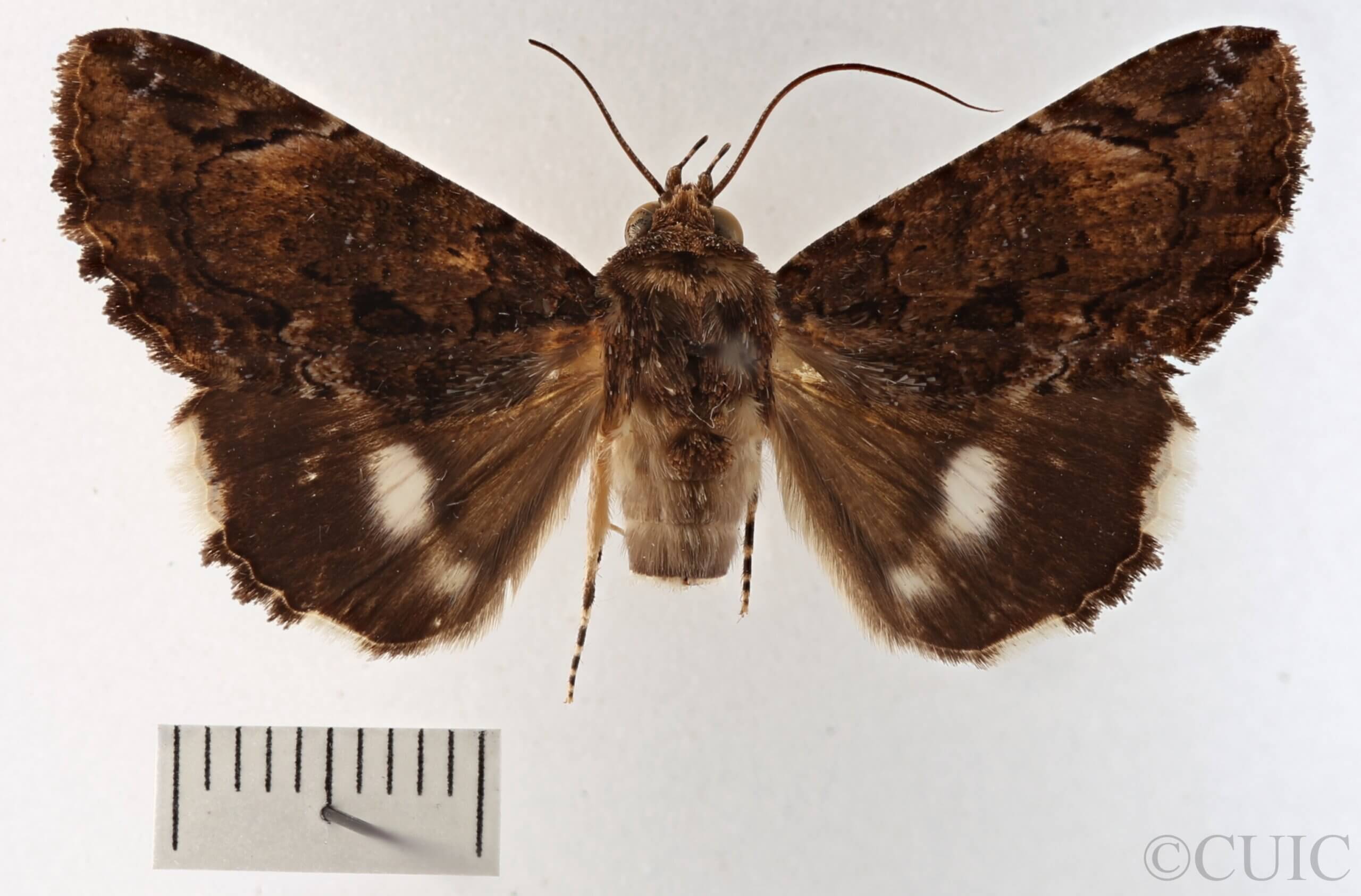 dorsal view of adult Ercheia