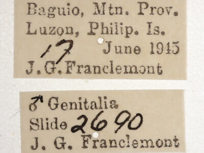 label view of adult Ercheia