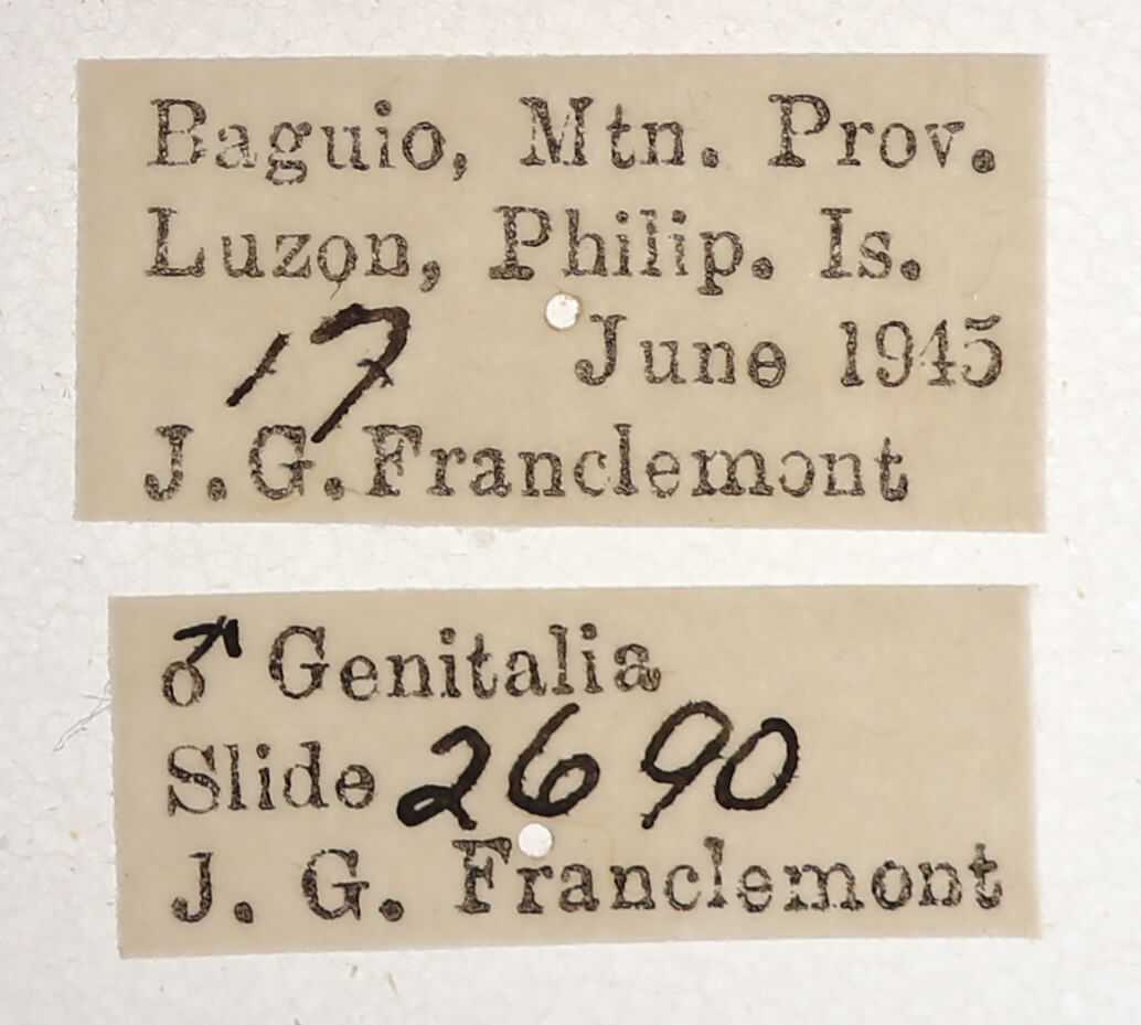 label view of adult Ercheia